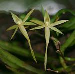 Image result for Schizochilus lepidus