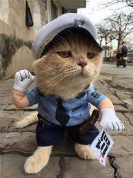 Labor Day Celebrate 8 Funny And Bizarre Working Cats Cattime Cat Memes Cute Cats Funny Cats