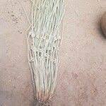 Image result for Schoenoplectiella senegalensis