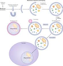30 jul, 2021 post a comment according to the modern view of chemical reactions, bonds between atoms in the reactants must be broken, and the atoms or pieces of molecules are reassembled into products by forming new bonds. Mechanisms Governing Autophagosome Biogenesis Nature Reviews Molecular Cell Biology