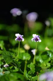 Image result for Viola hederacea