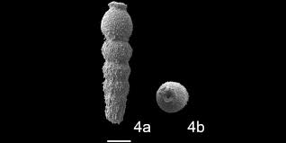 Image result for Scleria hispidula