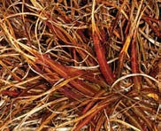 Image result for Anisotes rogersii