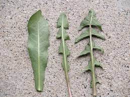 Dandelion Leaf Variations Dandelion Leaves Dandelion And Burdock Dandelion