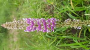 Image result for Uraria picta