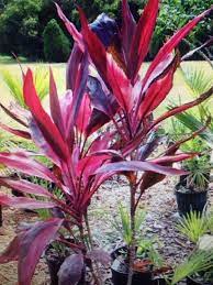 Ti Plant Cordyline Fruticosa This Appears To Be A Beautiful Ti Plant Cordyline Fruticosa Native To The Tropics As An Plants Outdoor Plants Garden Trees