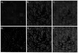 Animal cell culture technology has advanced signiﬁcantly. Accelerated Viral Dynamics In Bat Cell Lines With Implications For Zoonotic Emergence Elife