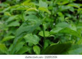 Image result for Colubrina asiatica