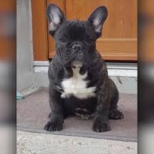 And how many times can a french bulldog have puppies? French Bulldog Puppy Dies On Trans Atlantic Klm Flight Abc News