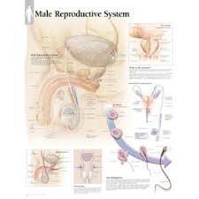 It is the most complete reference of human anatomy available on web, ipad, iphone and android devices. School Health Peter Bachin Anatomical Chart Male Reproductive System
