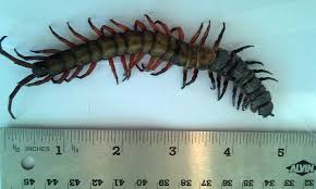 Image result for Centema subfusca