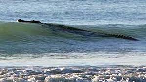 Adventure Sports Network The Gateway To Adventure Sports Saltwater Crocodile Australian Beach Australia