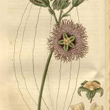 Image result for Telfairia pedata