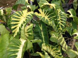 The striking leaves is what makes this plant so attractive. Colocasia Royal Hawaiian Maui Sunrise Planthaven International