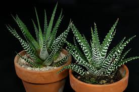 If you have a flowering cactus, propagate after the blooms fade while the plant is dormant. Zebra Haworthia Haworthiopsis Haworthia Attenuata And Fasciata