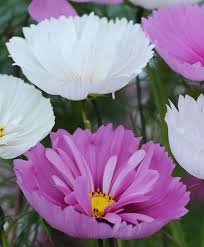 The Cupcakes Mixed Cosmos Cosmos Bouquet Flowers Flowers Garden Seeds Cosmos Flowers Cosmos Plant Self Watering Plants