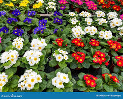 Image result for Primulaceae