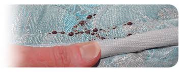 Image result for bed bugs droppings