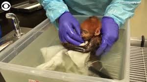No matter the species, a mother's instinct can never be underestimated and a viral video of a primate saving her baby hanging on live wire proves it right. Watch Baby Monkey Enjoys Bath Time