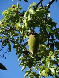 Resultado de imagen para Baobab (Adansonia digitata)