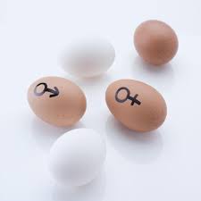 What gender do i like quiz. Do At Home Gender Test Kits Work Babycenter