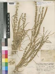 Image result for Elytrophorus spicatus