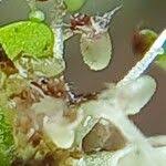 Image result for Utricularia striatula