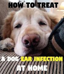 How To Treat A Dog S Ear Infection When You Can T See A Vet Dogs Ears Infection Dog Ear Infection Treatment Dog Ear Infection Remedy