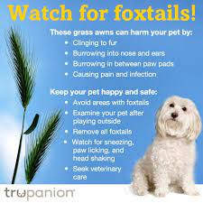Foxtail Warning Kylie The Dog Recently Had To Get One Removed From Her Nose In This Week S Featured Pet Insurance Claim Dog Skin Care Pet Health Pet Care Tips