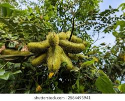 Image result for Guilandina bonduc