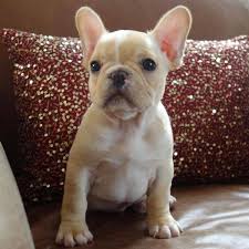 See more of french bulldog breeders nsw le meilleur on facebook. Tan French Bulldog Puppy L2sanpiero