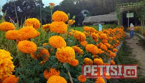 We did not find results for: Bunga Refugia Dan Marigold Bermanfaat Di Lahan Pertanian Petisi Co