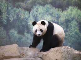 Check spelling or type a new query. Bebes Panda 2021 Zooparc De Beauval
