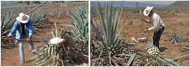 We did not find results for: Tequila Mark Reports Back