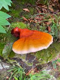 Image result for Ganoderma tsugae