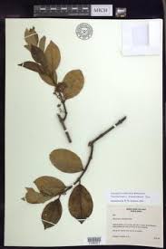 Image result for Triaspis hypericoides