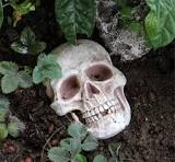 Jdstty - Estatua de cabeza de calavera realista vintage para ...
