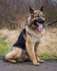Adopt A German Shepherd Gsdr Uk German Shepherd Breeds Baby German Shepherds German Shepherd Breeders