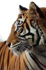 Tiger Smiles Animals Wild Wild Cats Nature Animals