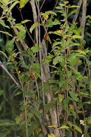 Image result for Ficus pygmaea