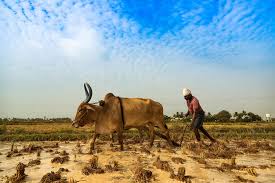 Since its inception in 1915 farmers savings bank & trust has been committed to providing the best of banking. Billionaire S Lower Cost Fertilizer Is Saving Farmers In India Borgen