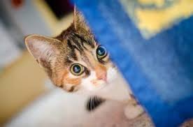 Ctenocephalides answer your cat may have fleas or mites or possibly skin dryness but your veterinarian would be able to tell you what is exactly wrong with your kitty. What Are The Signs That My Pet May Have Fleas Greensboro Vet