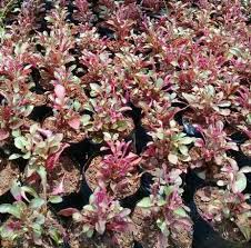 Kalau daunnya 60 lembar cukup 1 butir kecil kali hanya untuk mempercepat proses kekenyalan saja kalau terlalu kebanyakan nanti rasa cincau bisa terasa asam. 7 Tanaman Hias Daun Kecil Yang Siap Mempercantik Rumah Anda Star Farm International