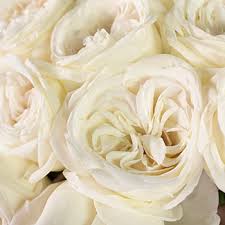 An example is the japanese cobra lily. True White Garden Roses Wholesale Rose Fiftyflowers