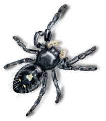 Halloween spiders these pictures of this page are about:spider with white markings on back. Daring Jumping Spider Identification Get Rid Of Spiders Orkin