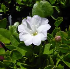 Image result for Falkia