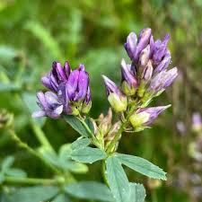 Image result for Medicago sativa