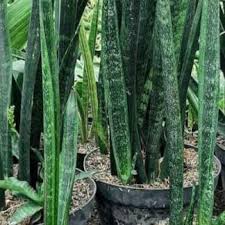 Image result for Sansevieria sinus-simiorum