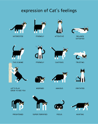 Image Result For Cat Body Language Chart Cats Cat Body