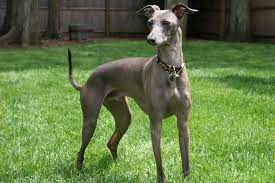Italian Greyhound Puppies For Sale From Reputable Dog Breeders